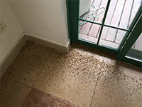 危害家居的白蚁有什么特点